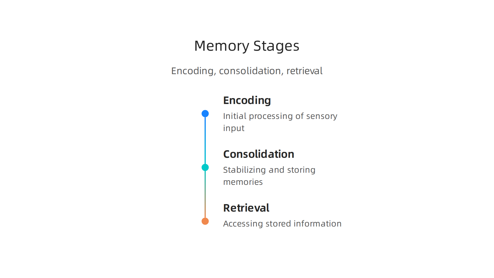 An infographic detailing the three stages of memory formation: Encoding, Consolidation, and Retrieval, with brief descriptions.