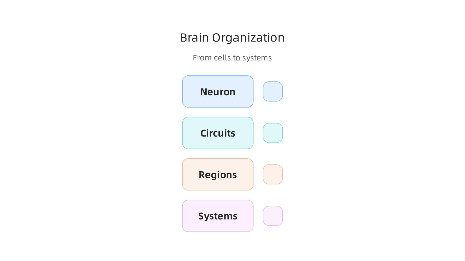 A visual breakdown of the brain's organizational levels, from individual cells to complex systems.