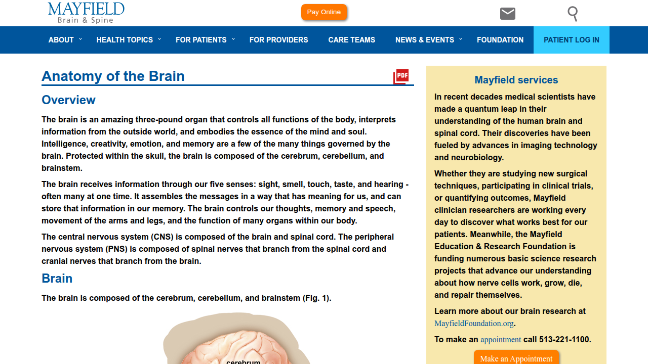A visual representation from the Mayfield Clinic, detailing the brain's main components: cerebrum, cerebellum, and brainstem.