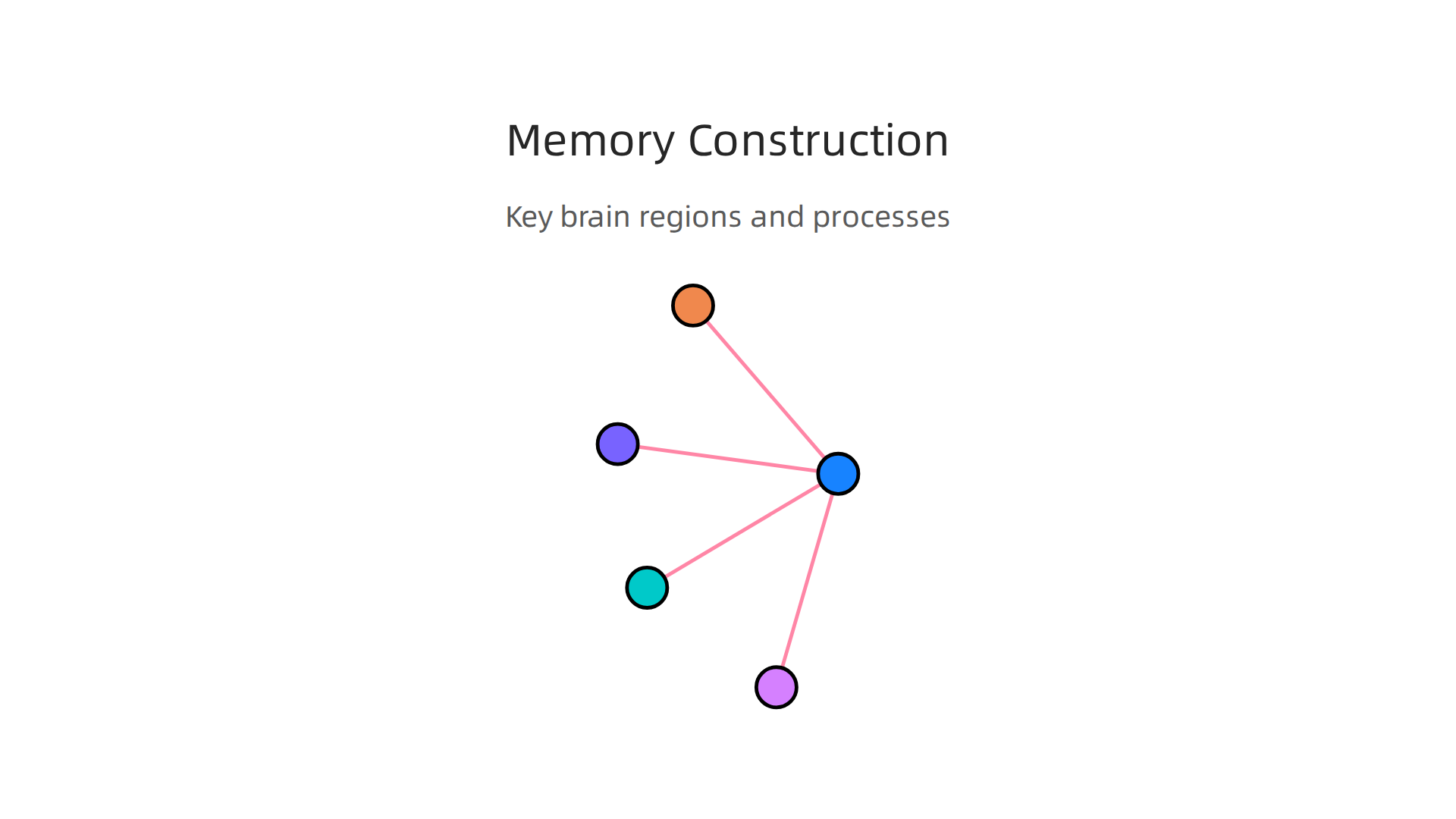 An infographic detailing the various brain regions and processes involved in the construction and consolidation of memories.