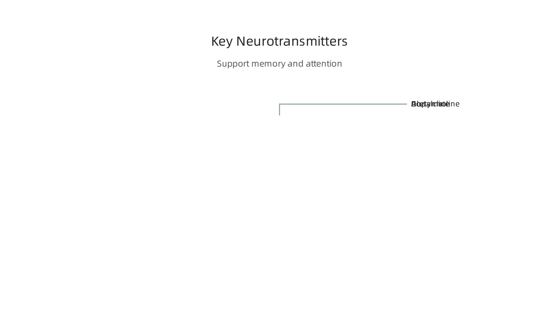 Different neurotransmitters facilitate crucial brain functions related to memory, attention, and learning processes.