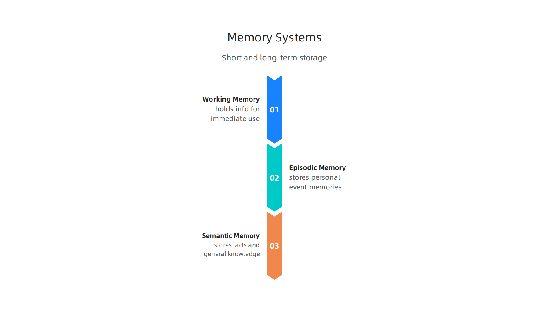 The brain employs distinct systems for short-term and long-term memory storage, each with unique functions.