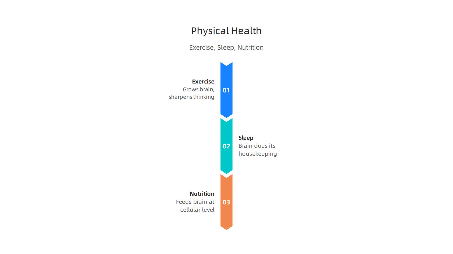 Key physical health factors supporting whole-brain performance: Exercise, Sleep, and Nutrition.