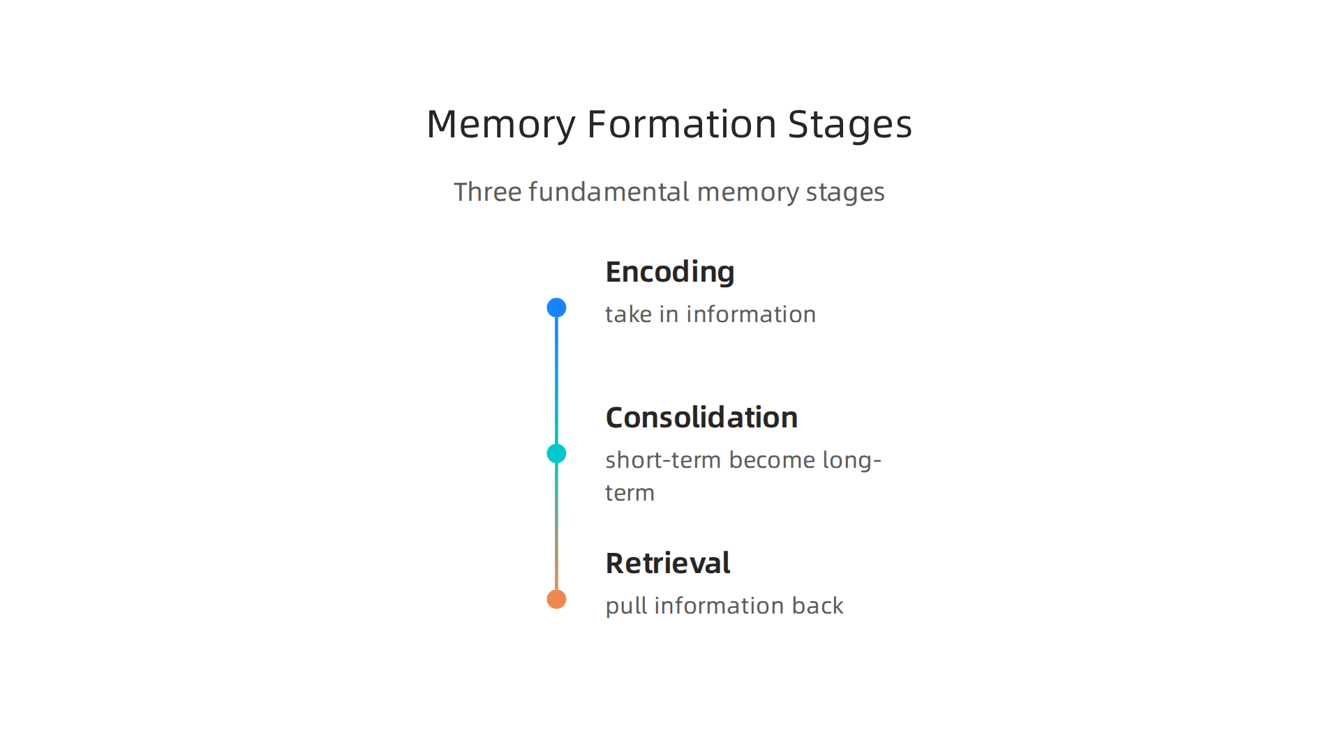 An infographic illustrating the three fundamental stages of memory formation: encoding, consolidation, and retrieval, as explained by cognitive scientists.