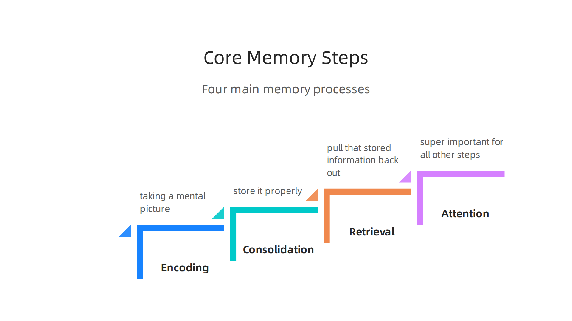 Understanding the four fundamental steps of how human memory functions.