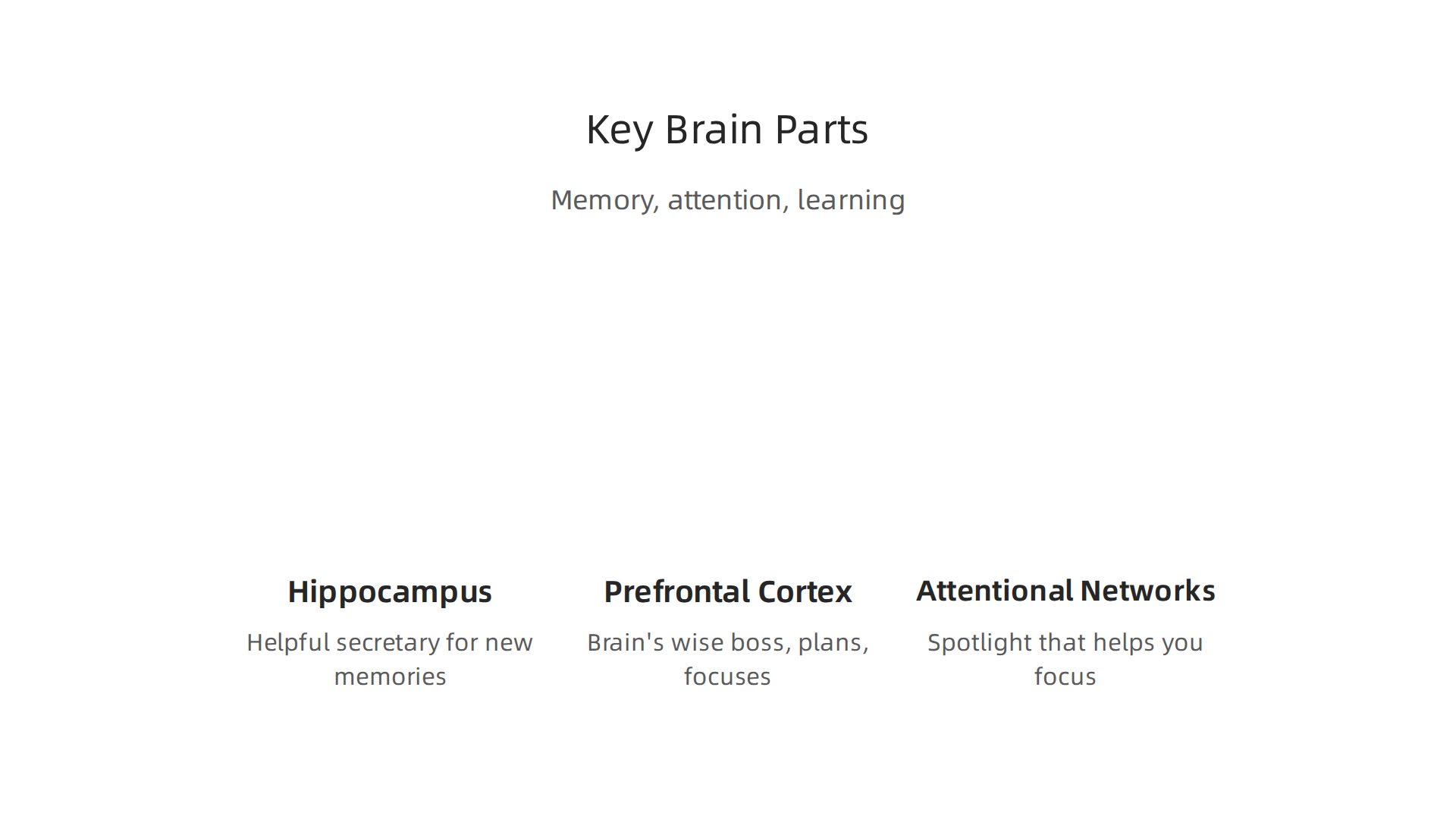 Visualizing the three main brain regions vital for memory, attention, and learning functions.